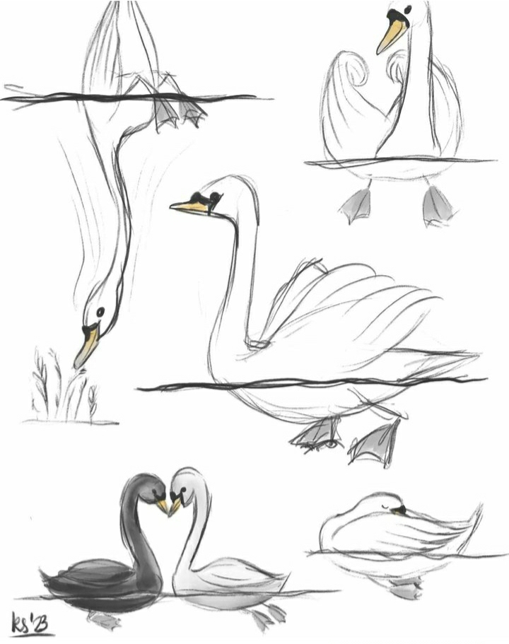 Swan - sketches